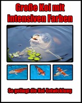 Große Koi mit intensiven Farben