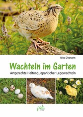 Wachteln im Garten