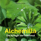 Alchemilla