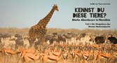 Kennst Du diese Tiere?  Marks Abenteuer in Namibia