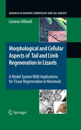 Morphological and Cellular Aspects of Tail and Limb Regeneration in Lizards